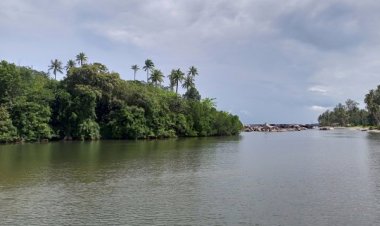 Menyusuri Hutan Mangrove di Desa Pengudang