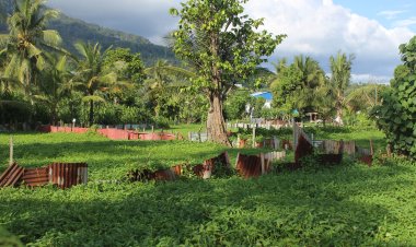 Petani Kangkung Turun Temurun ditengah Kota Ternate