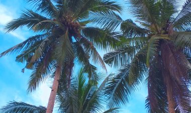 Mengenal Kewang : Polisi Adat di Maluku yang Menjaga Hasil Alam Lingkungan Adat