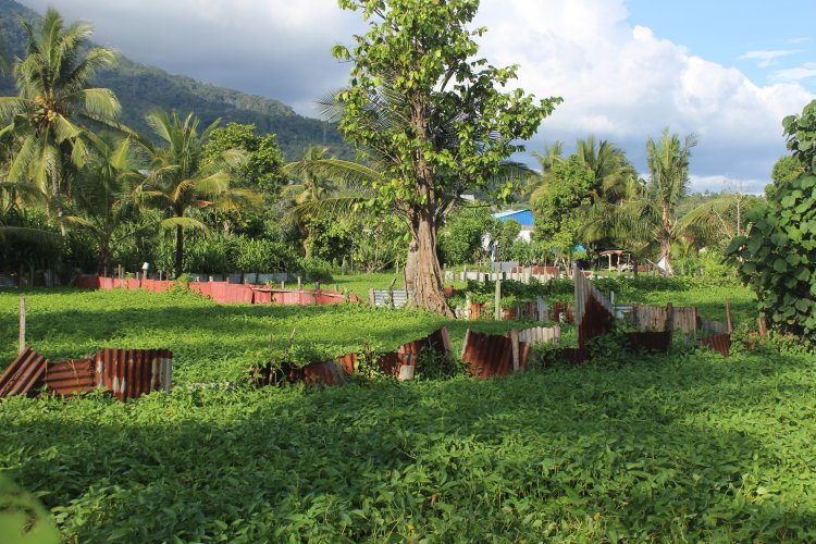 Petani Kangkung Turun Temurun ditengah Kota Ternate