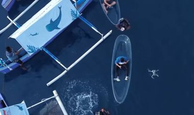 Hiu Paus Botubarani Gorontalo: Pesona Bahari Nusantara yang Mendunia